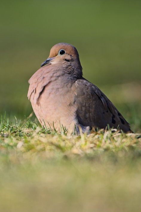 A Mourning Dove perched on green grass, displaying a soft tan head, pinkish-brown breast and belly, and grayish-brown wings with distinctive black spots. The bird has a large black eye with a pale ring and a slender dark beak, sitting calmly against a softly blurred green background.